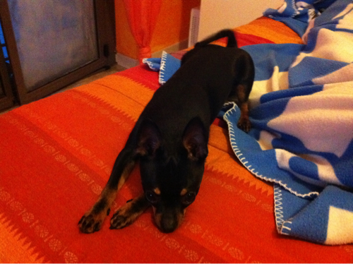 mobileimage.jpg